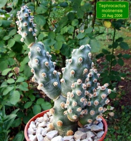 Tephrocactus _molinensis_ 08